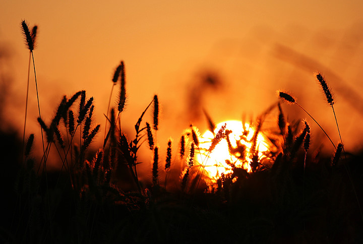 偶尔,我一个人站在黄昏的荒野,代替你主持夕阳的葬礼.