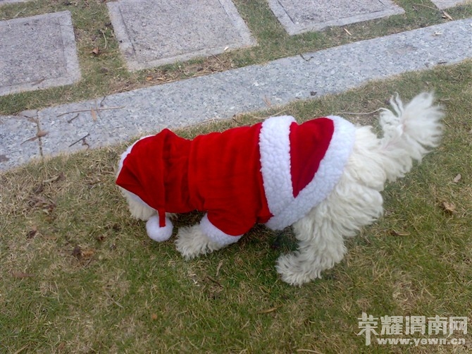 泰迪小<em>美女招聘老公</em>!不看后悔哦 ~ - 时尚生活 