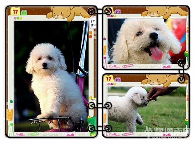 泰迪小<em>美女招聘老公</em>!不看后悔哦 ~ - 时尚生活 