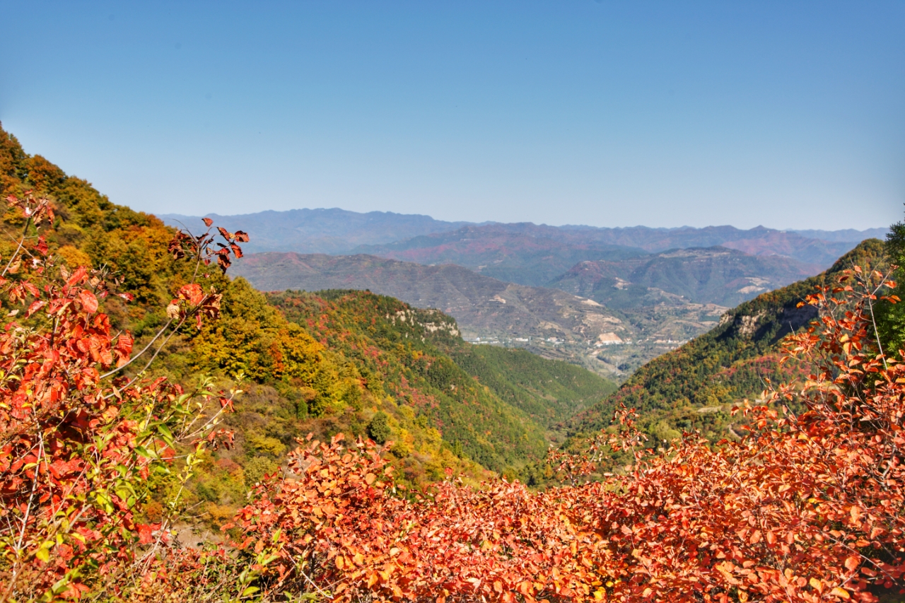 香山红叶