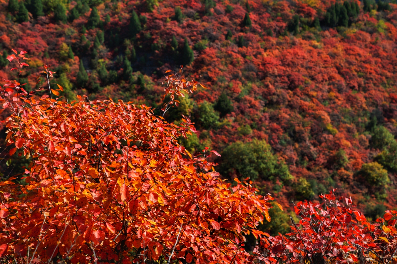 香山红叶