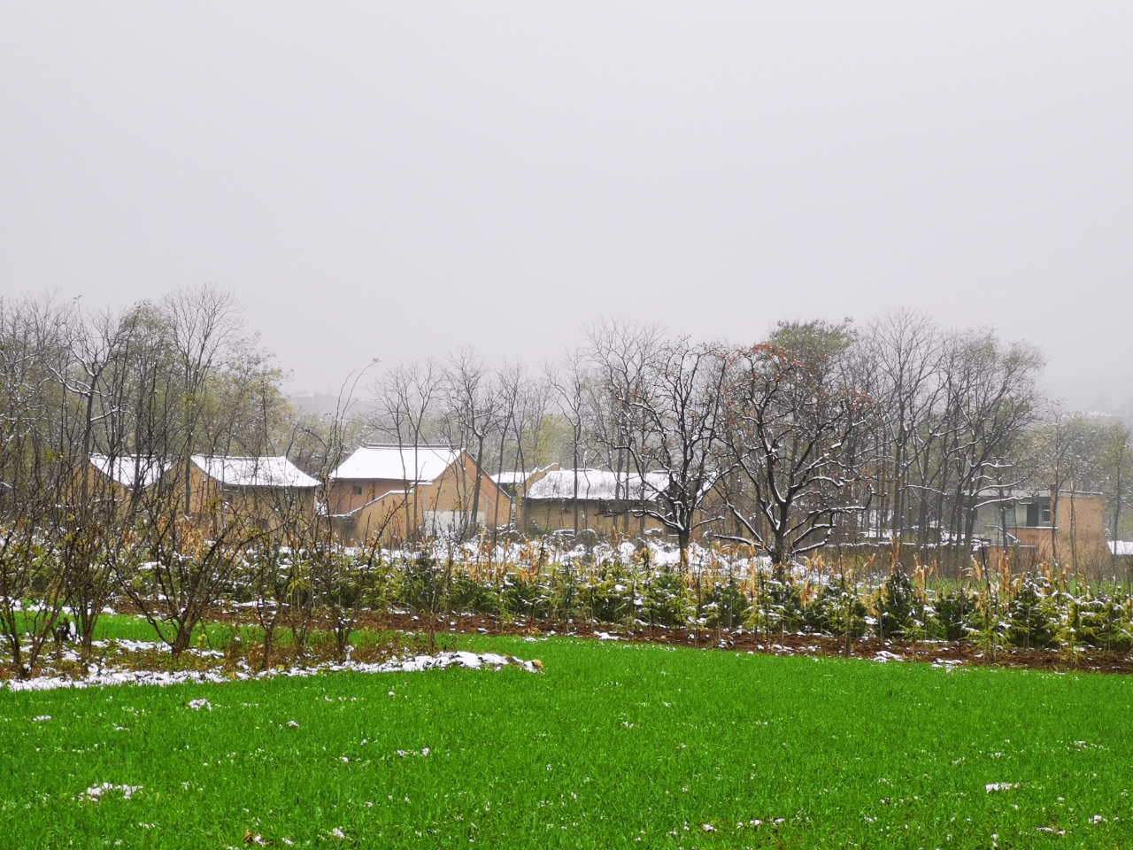 乡村雪景美如画!雪后的村庄被薄雾笼罩,在光秃秃的枝丫里或隐或现