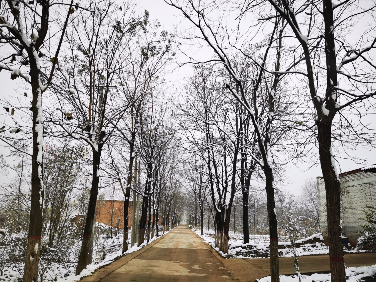 乡村雪景美如画!雪后的村庄被薄雾笼罩,在光秃秃的枝丫里或隐或现