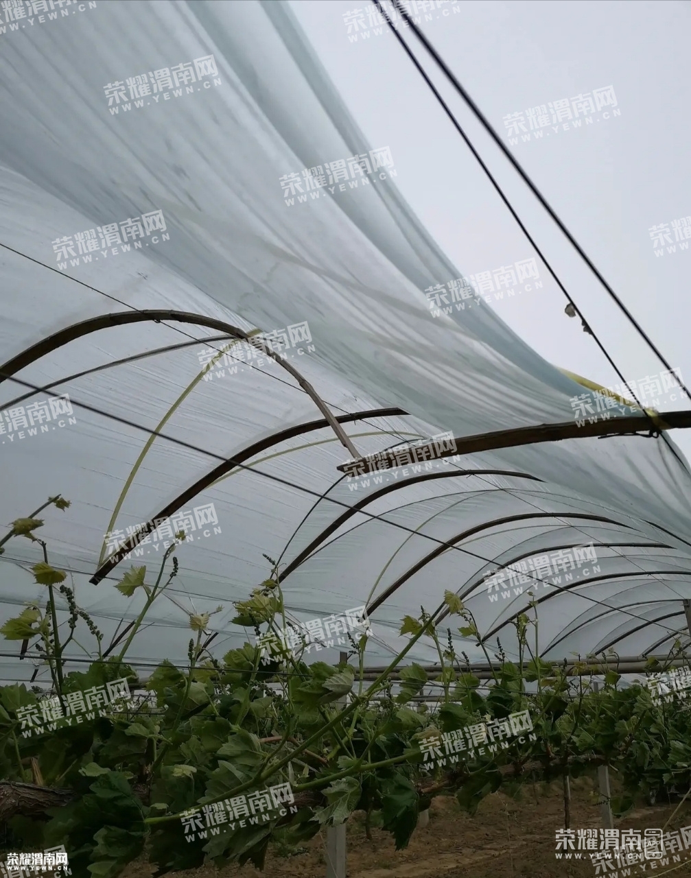 渭南昨日风雨交加,把我家葡萄园的雨棚刮坏了好多处.