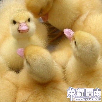 p_large_7uzJ_49df0003d8615c40.jpg