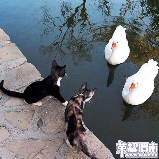 p_large_OPOg_568a0005d7db5c44.jpg