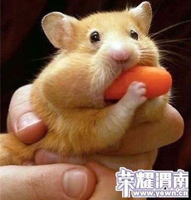 p_large_pjkG_77ee0005f01c5c3f.jpg