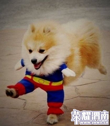 super dog.jpg