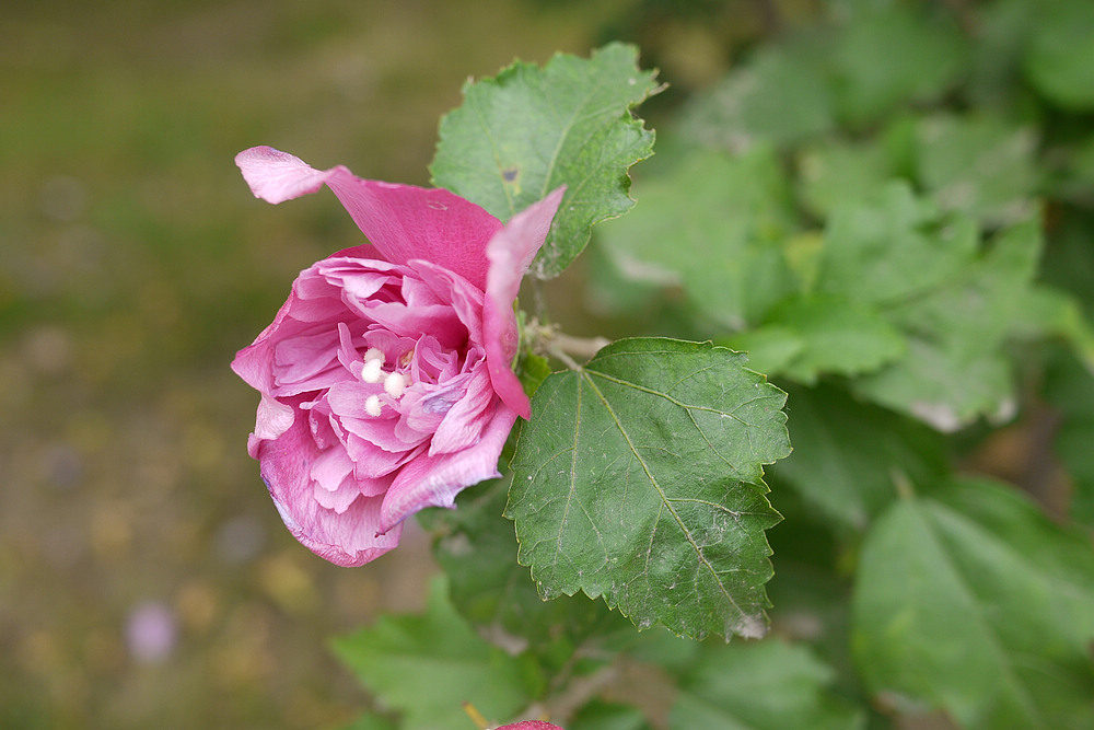 P1020163.jpg