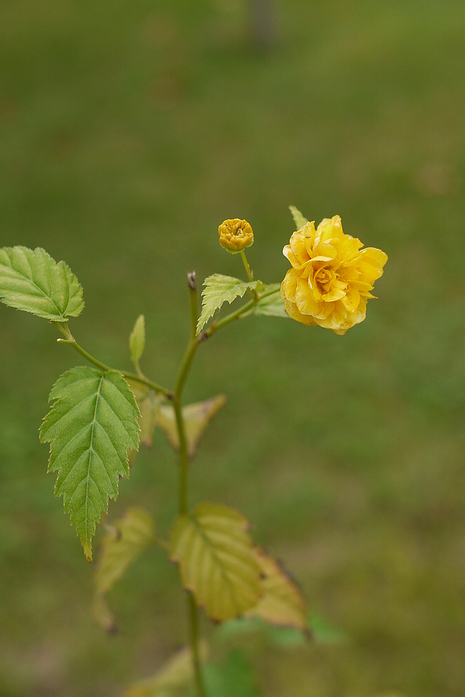 P1020177.jpg