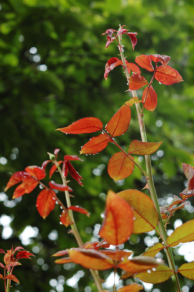 DSC_0194A.jpg