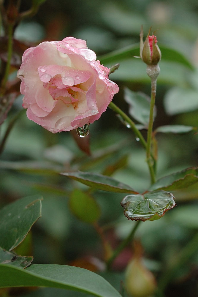 DSC_0200A.jpg