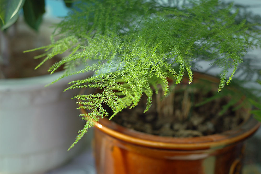 DSC_0251A.jpg