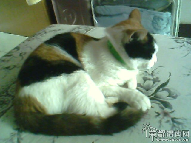 IMG0115A.jpg