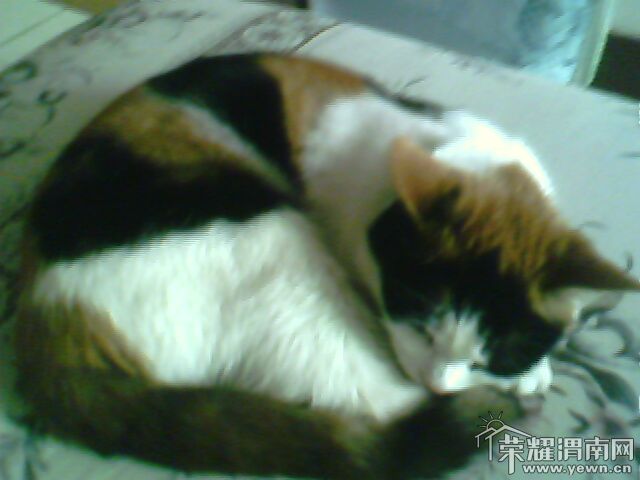 IMG0113A.jpg