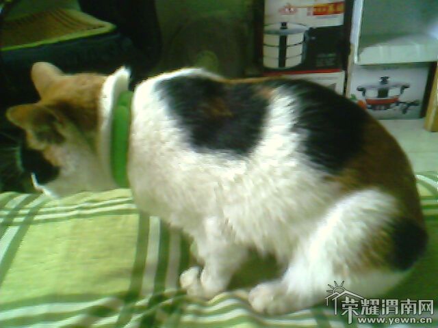 IMG0101A.jpg