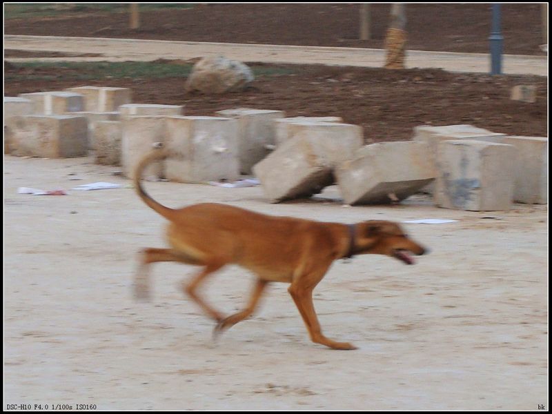 DSC08515.JPG