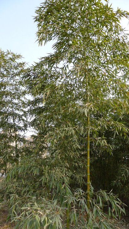 P1000659.JPG