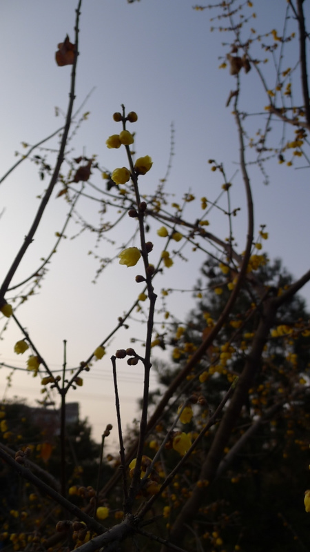 P1000667.JPG