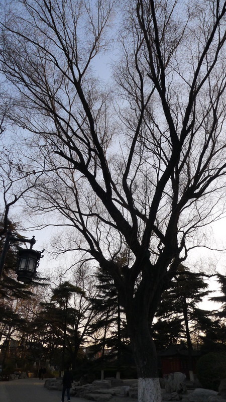 P1000755.JPG