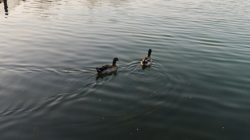 P1000766.JPG