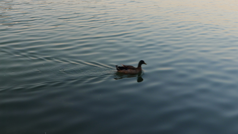P1000767.JPG