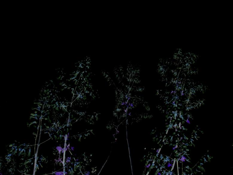 DSCF0703.JPG
