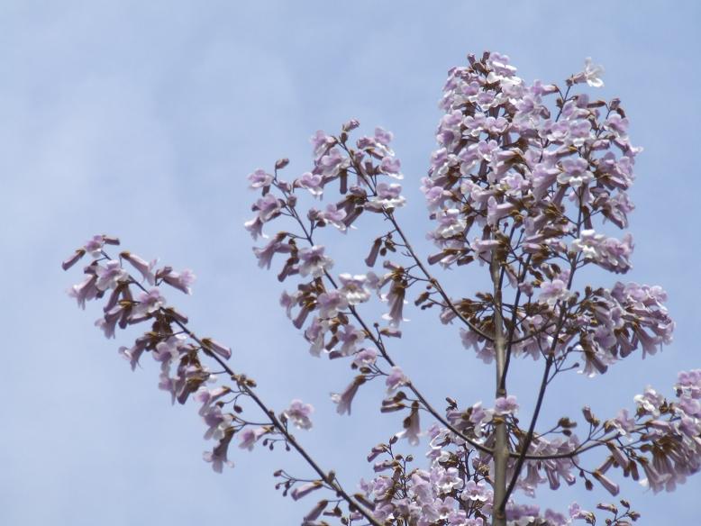 DSCF0705.JPG