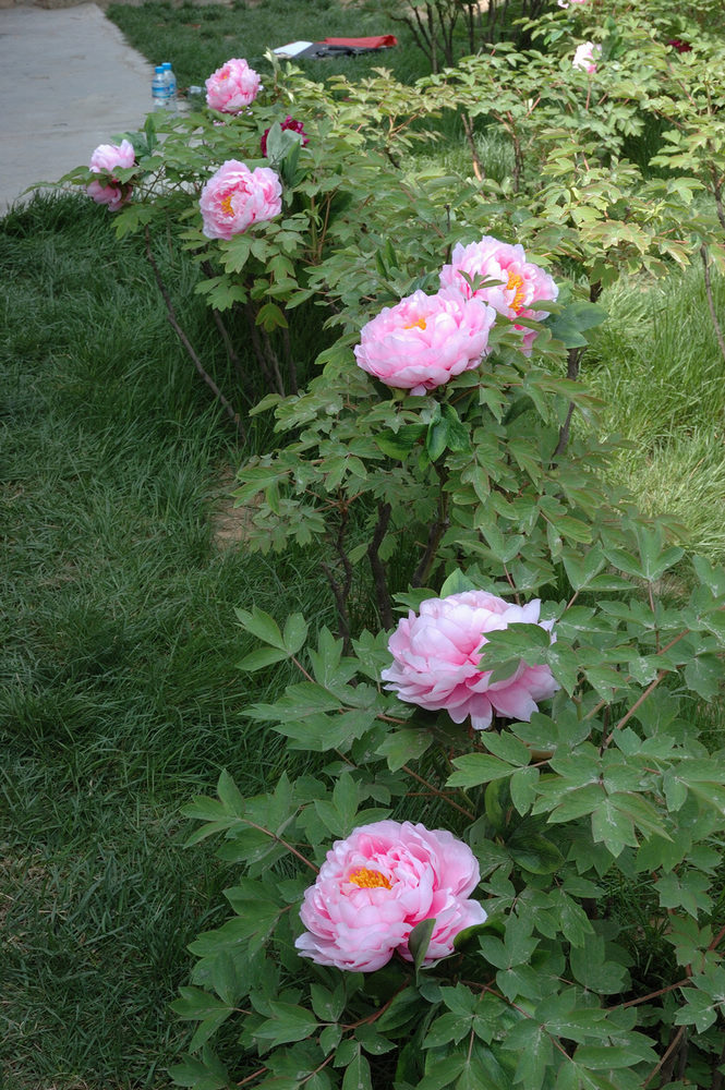 DSC_2829.jpg