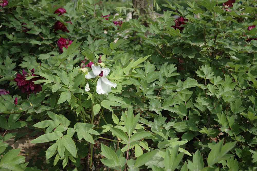 DSC_2813.jpg