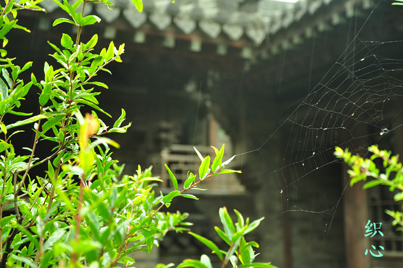 DSC_1088_����.jpg