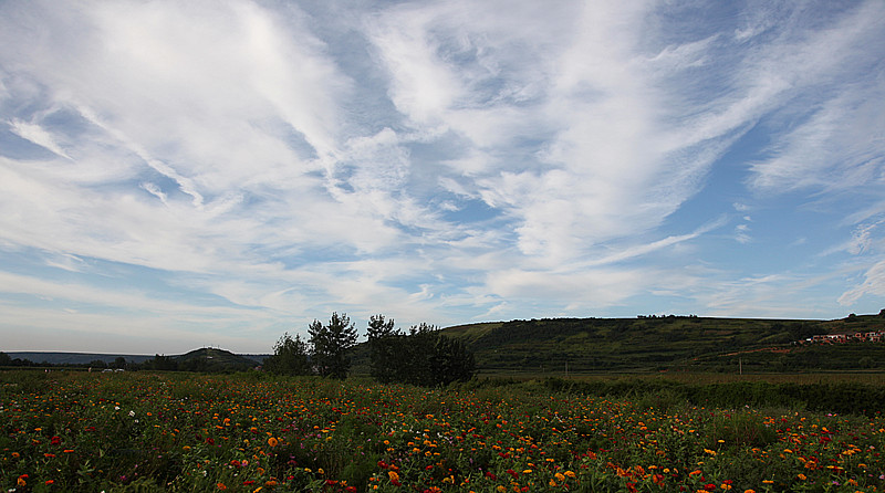 IMG_1251.jpg