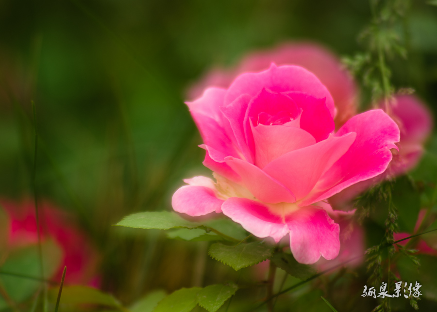 _IGP0319.jpg