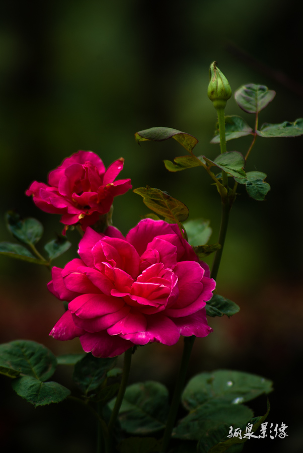 _IGP1809.jpg