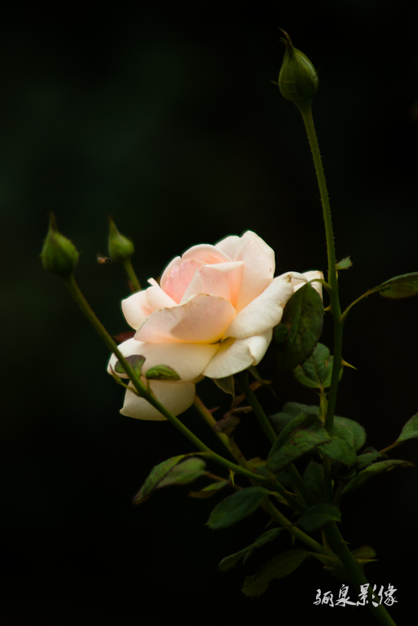 _IGP1812.jpg
