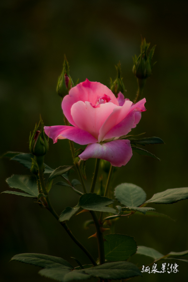 _IGP5373.jpg