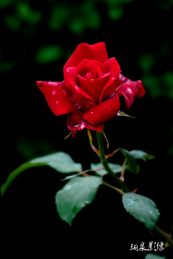 _IGP5427.jpg