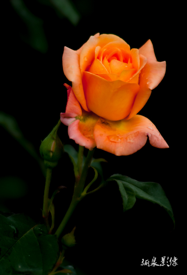 _IGP5446.jpg