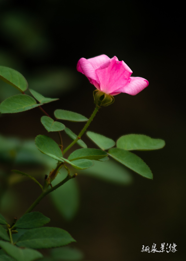 _IGP7784.jpg