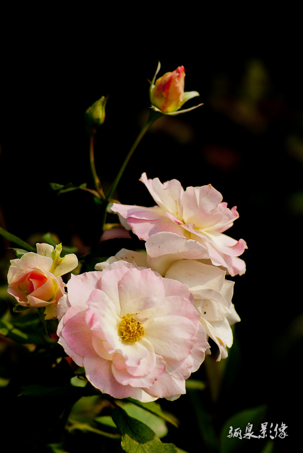 _IGP8392.jpg