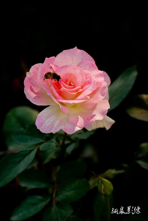 _IGP8402.jpg