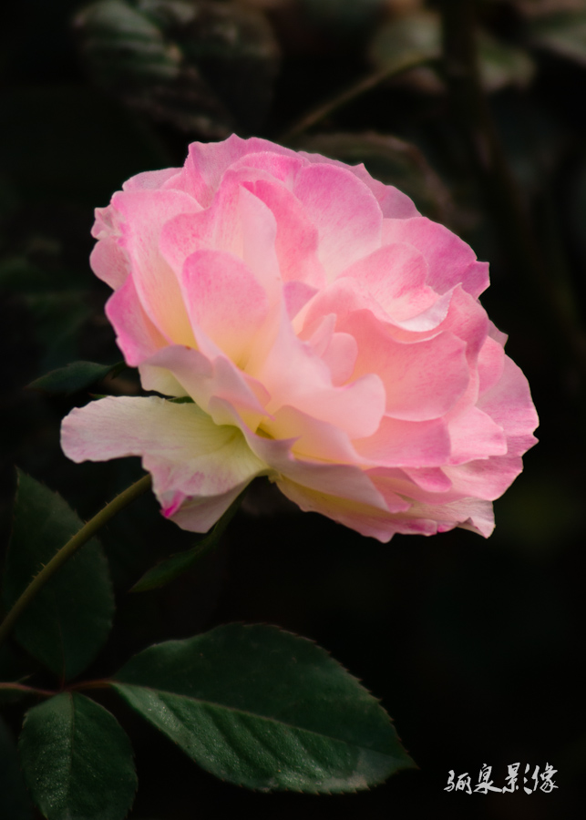 _IGP8580.jpg