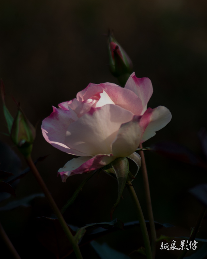 _IGP8629.jpg