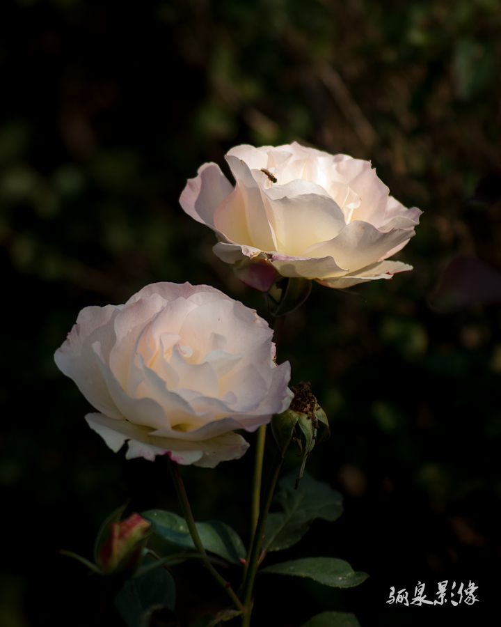 _IGP8630.jpg