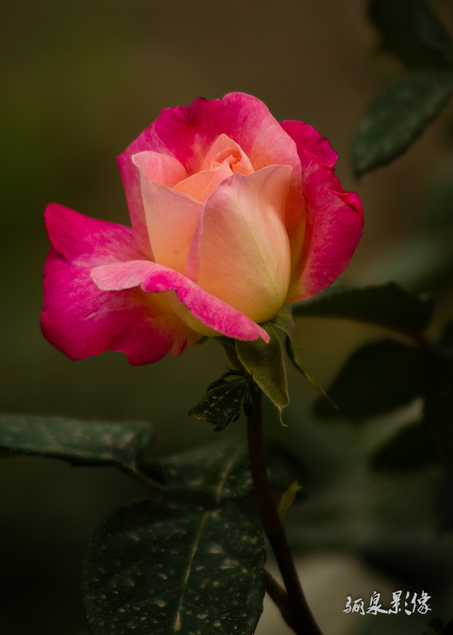 IMGP1259.jpg