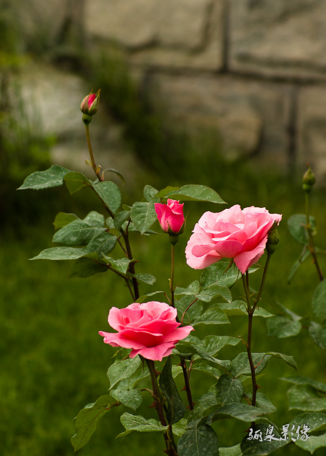 IMGP1268.jpg
