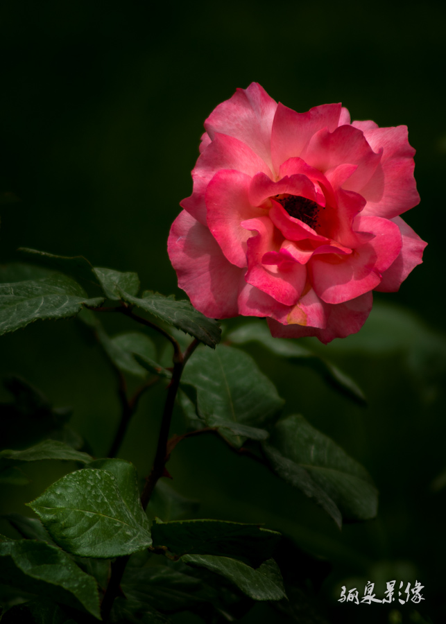IMGP1275.jpg