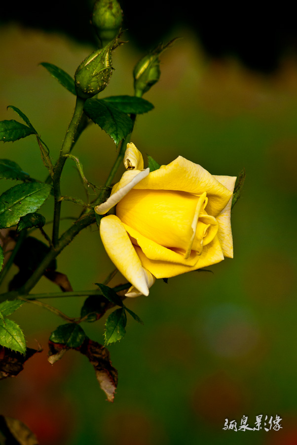IMGP1292.jpg