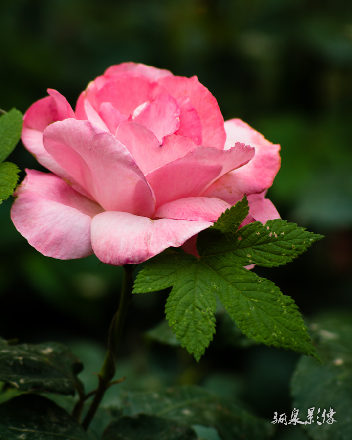 IMGP1301.jpg