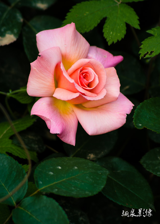 IMGP1305.jpg